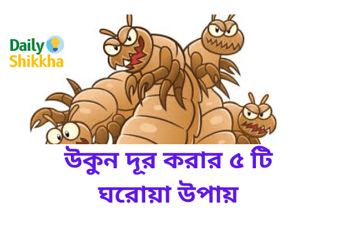 চিরতরে উকুন দূর করুন এই ৫ টি ঘরোয়া উপায় 1 উকুন দূর করার উপায়